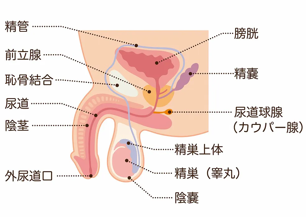 前立腺とは