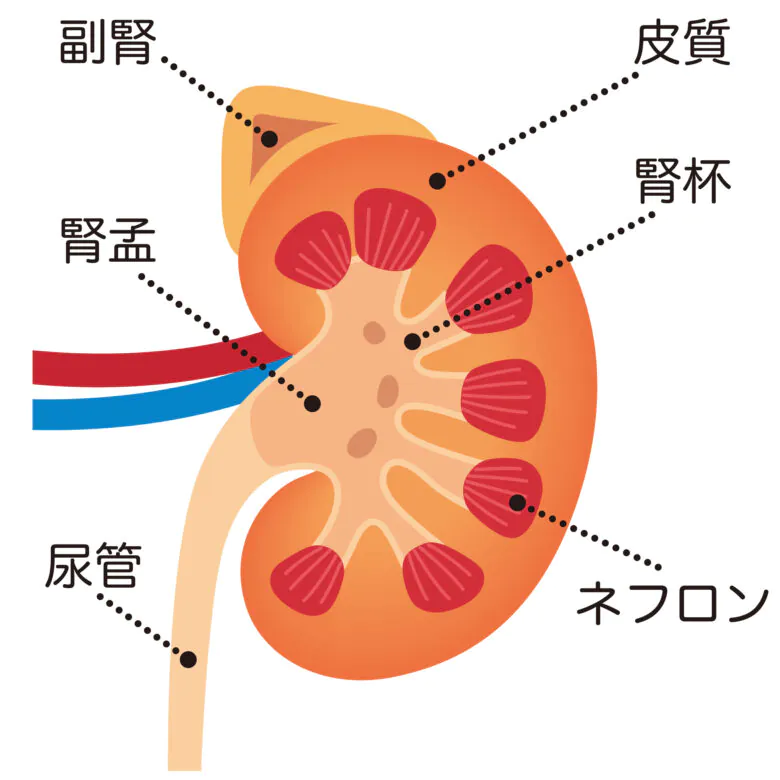 腎臓病（腎機能障害・慢性腎不全）