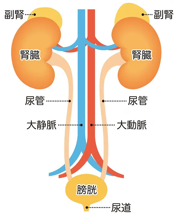 腎臓がん（腎がん・腎細胞がん）